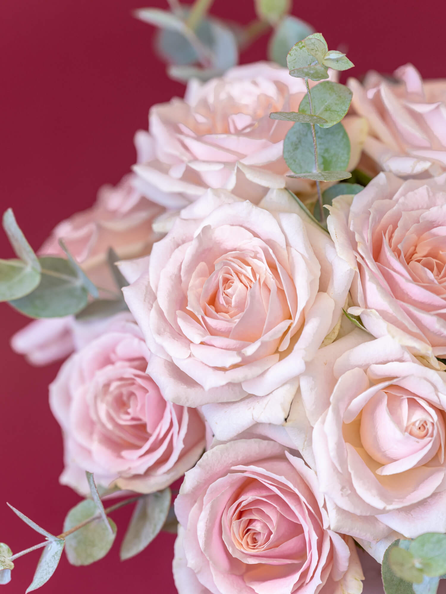 Blush Pink Sweet Escimo Rose