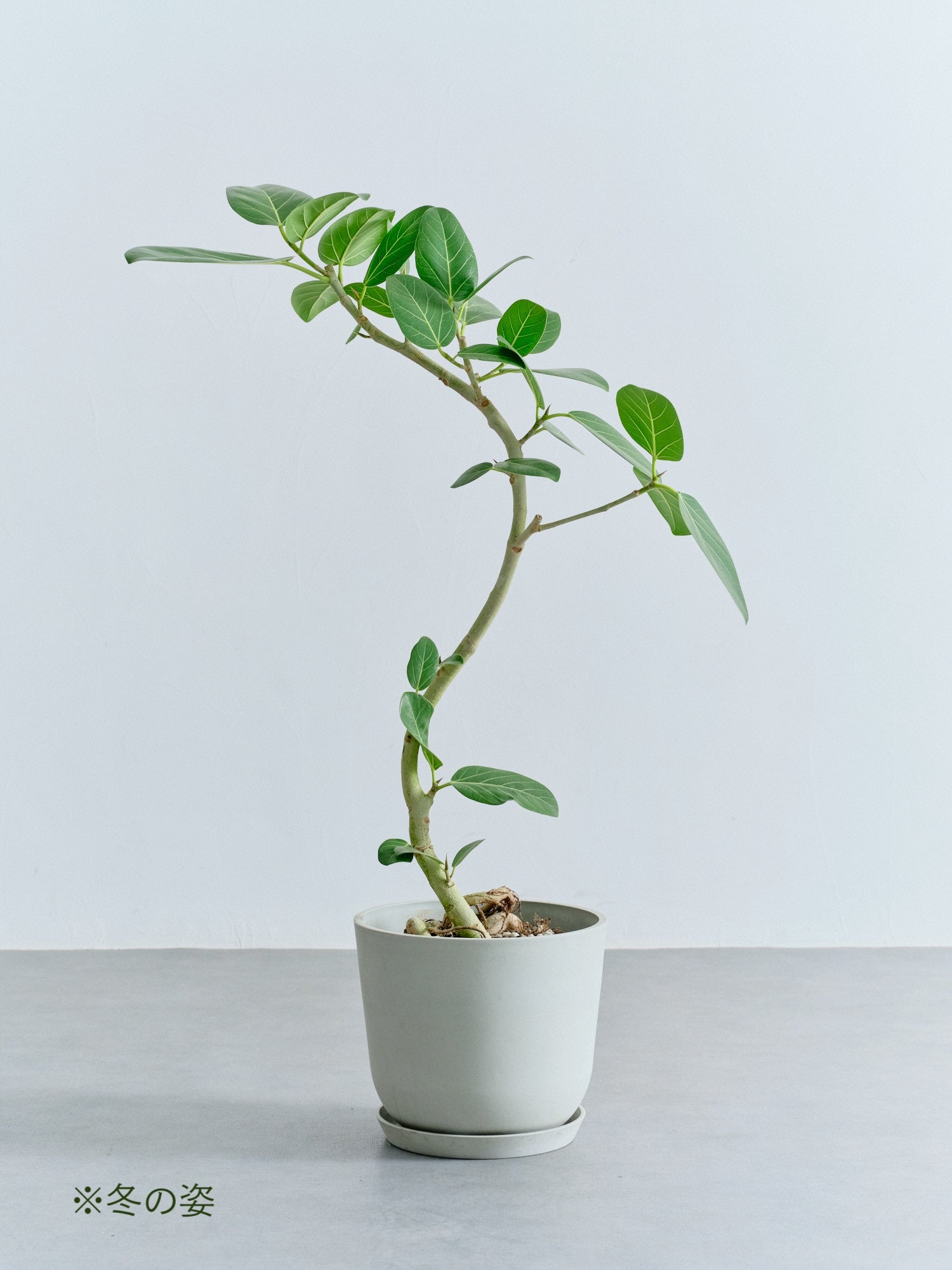 フィカス・ベンガレンシス まがり M | 観葉植物の通販 AND PLANTS