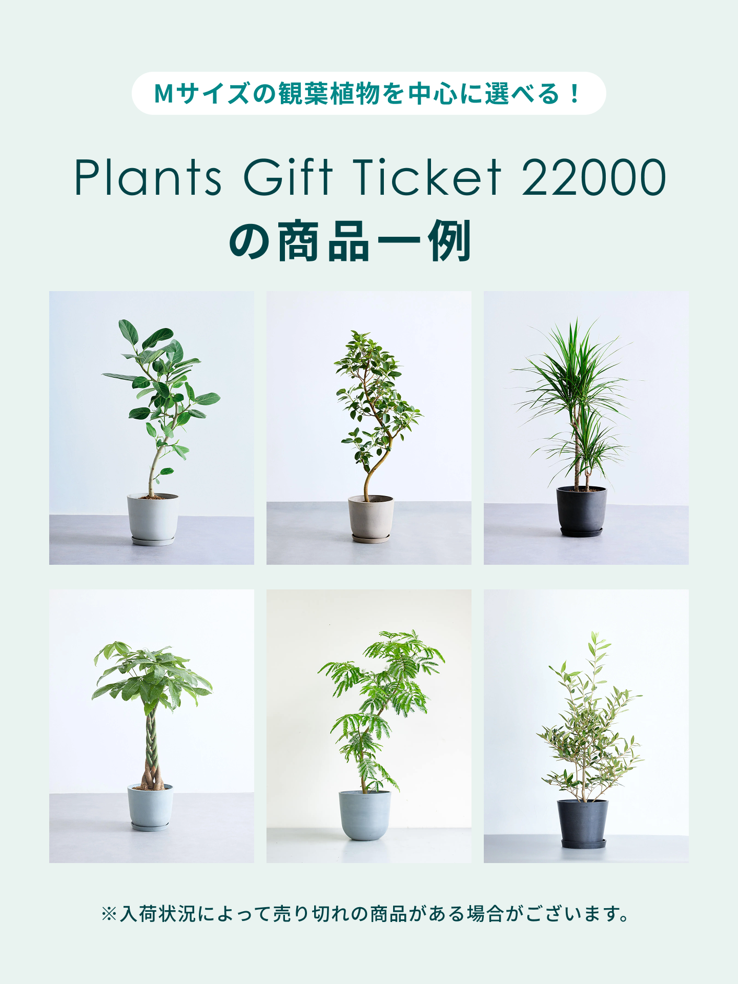 その他観葉植物 acetedyamada 観葉植物ギフトカード】Plants Gift Card 22000 | 観葉植物・お花の