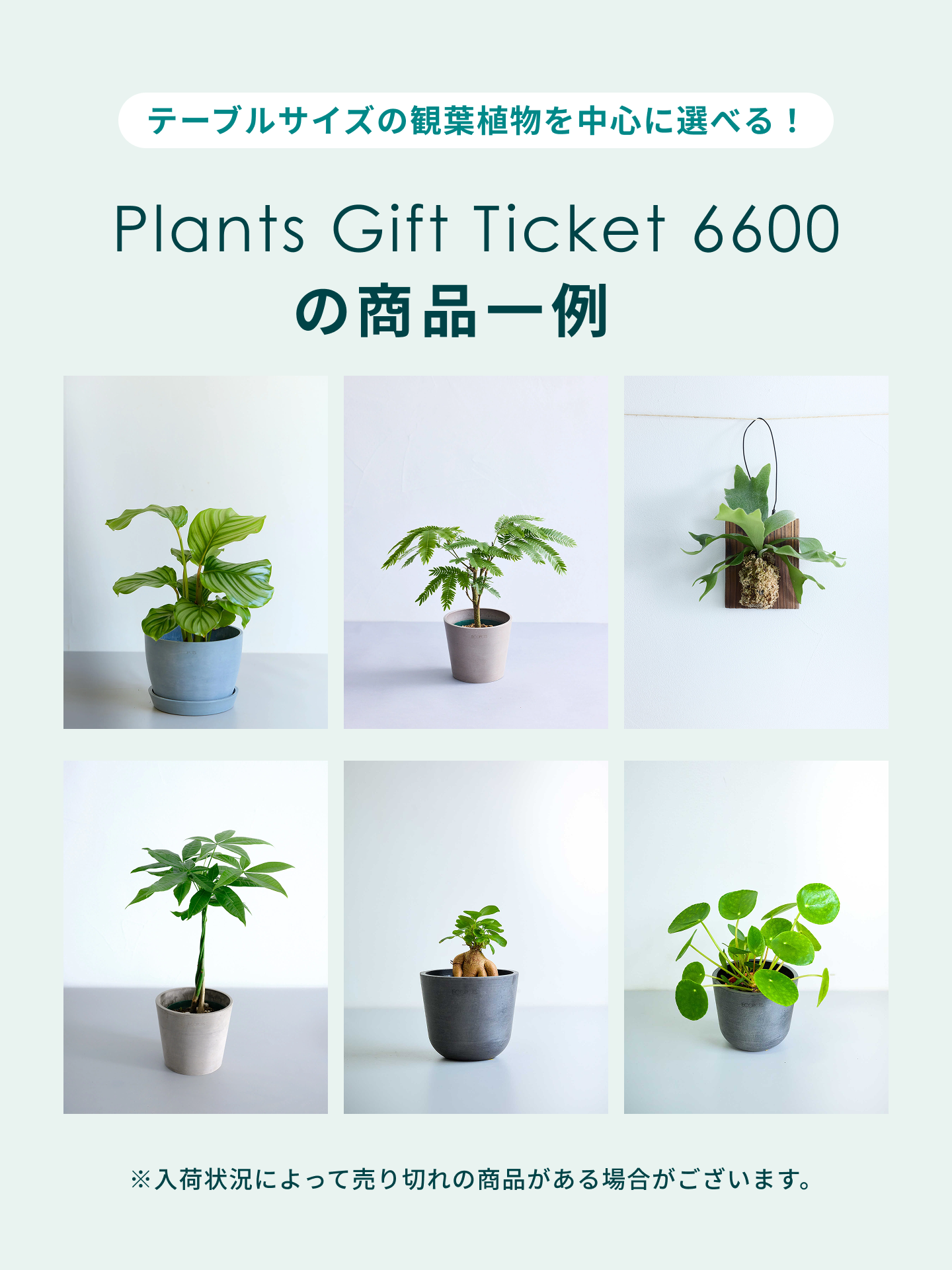 観葉植物ギフトカード】Plants Gift Card 6600 | 観葉植物・お花の通販 