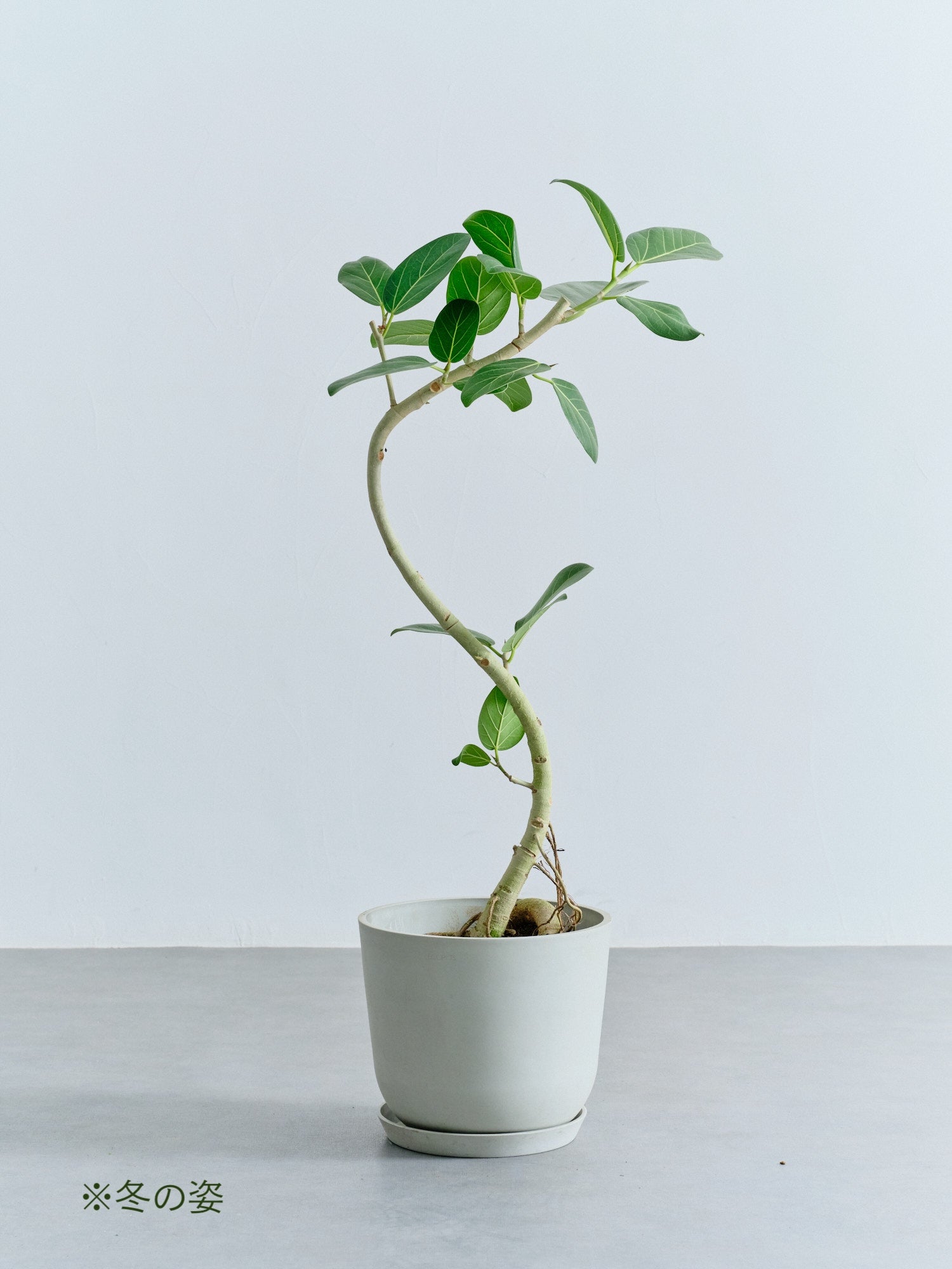 フィカス・ベンガレンシス まがり M | 観葉植物の通販 AND PLANTS