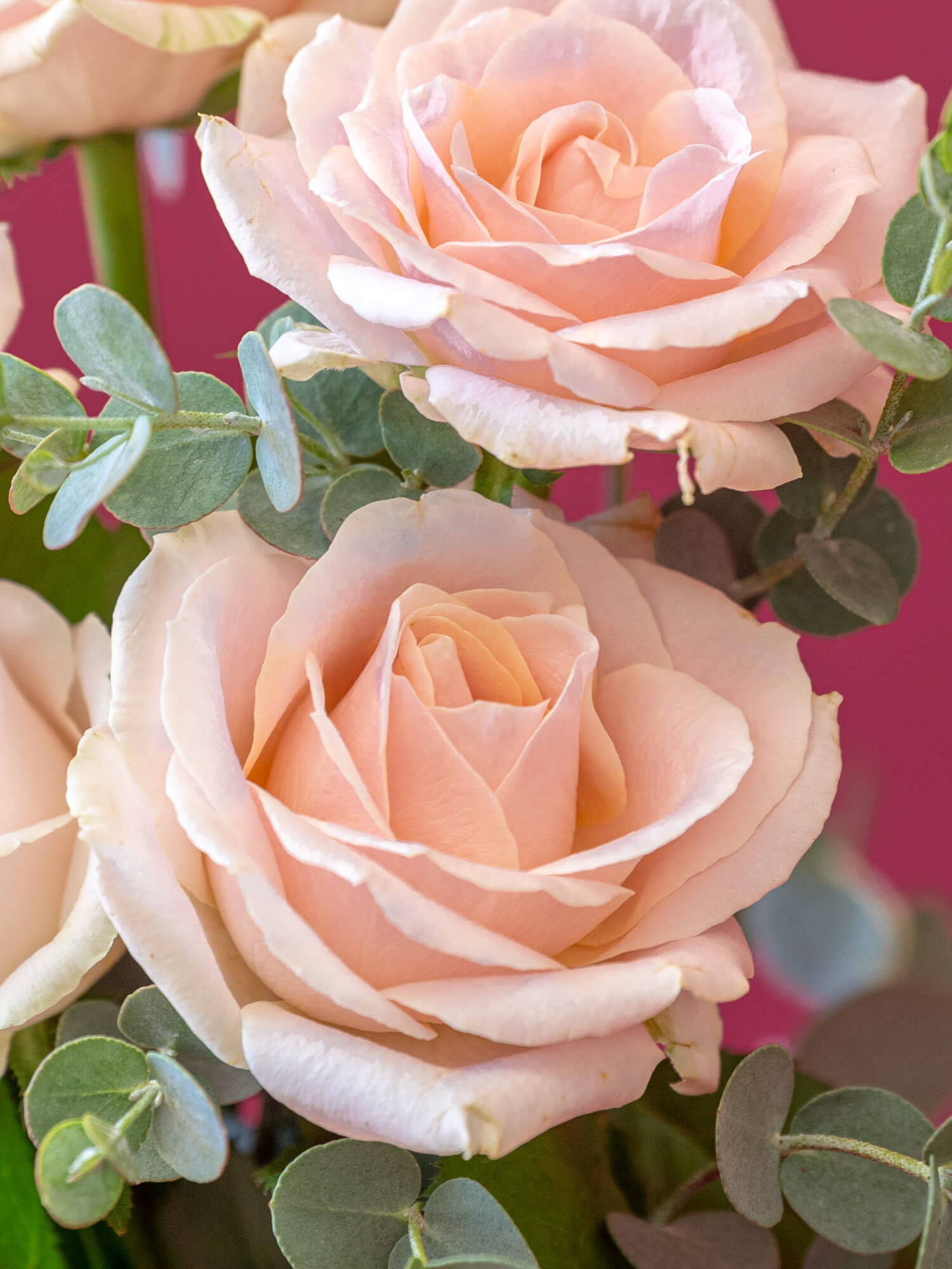 バラのブーケ 5本 - ピンク -| お花の通販 AND PLANTS (アンドプランツ)