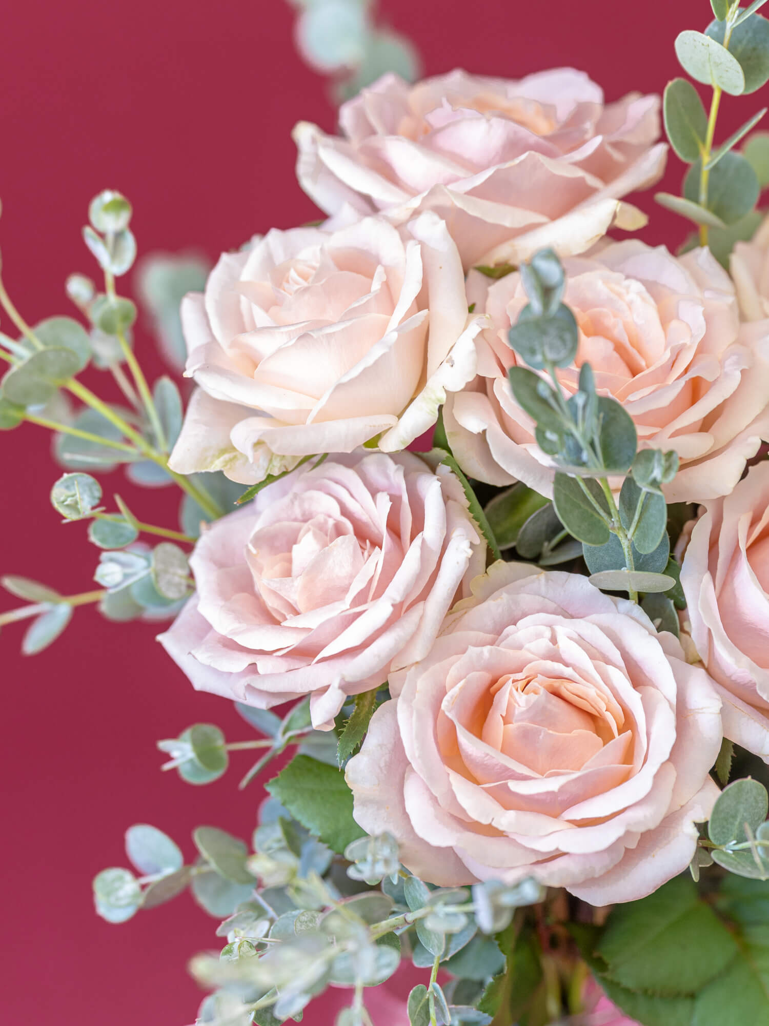 【誕生日ギフト】バラのブーケ 7本 - ピンク -| お花の通販 AND PLANTS (アンドプランツ)