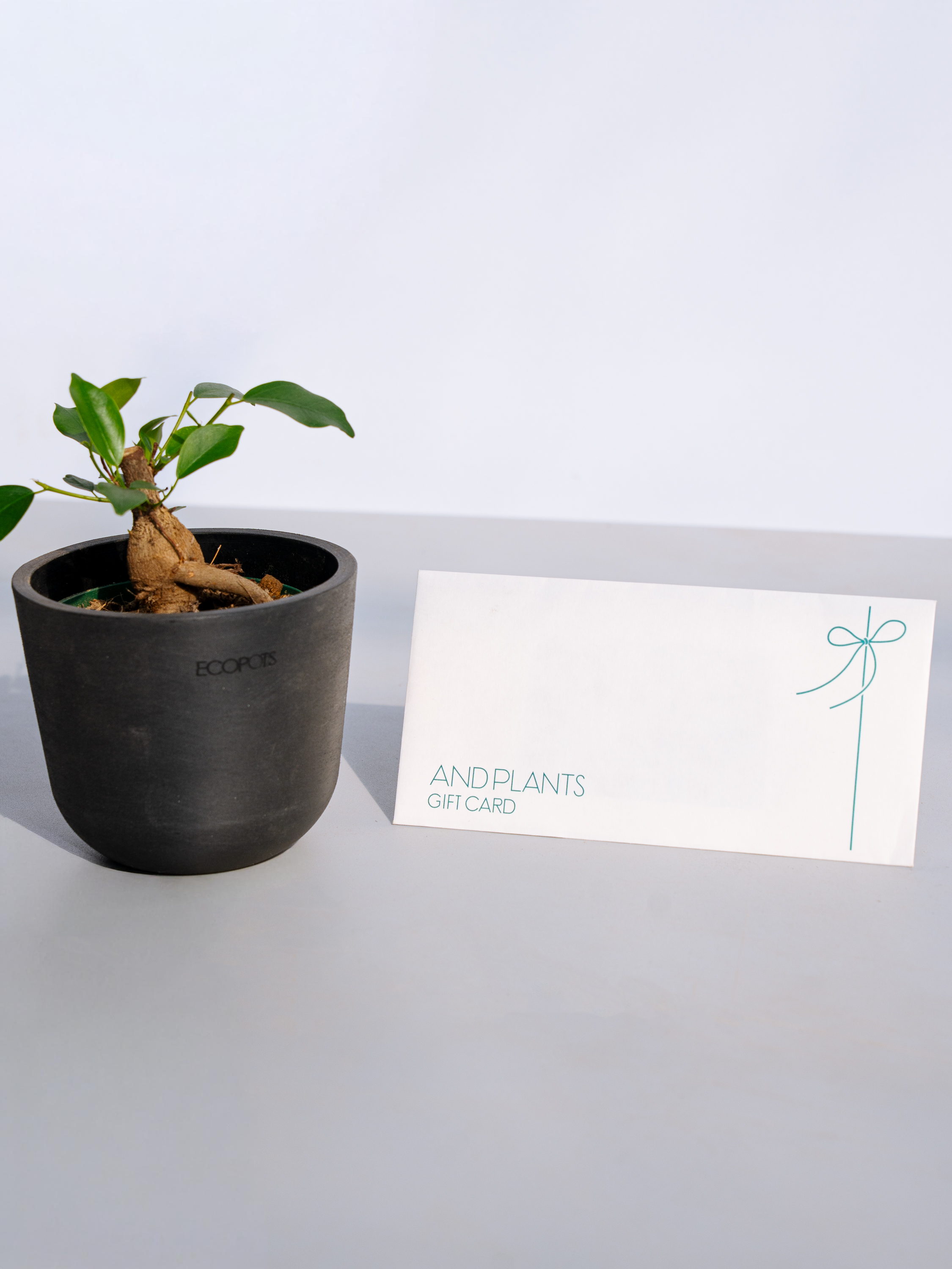 観葉植物ギフトカード】Plants Gift Card 22000 | 観葉植物・お花の