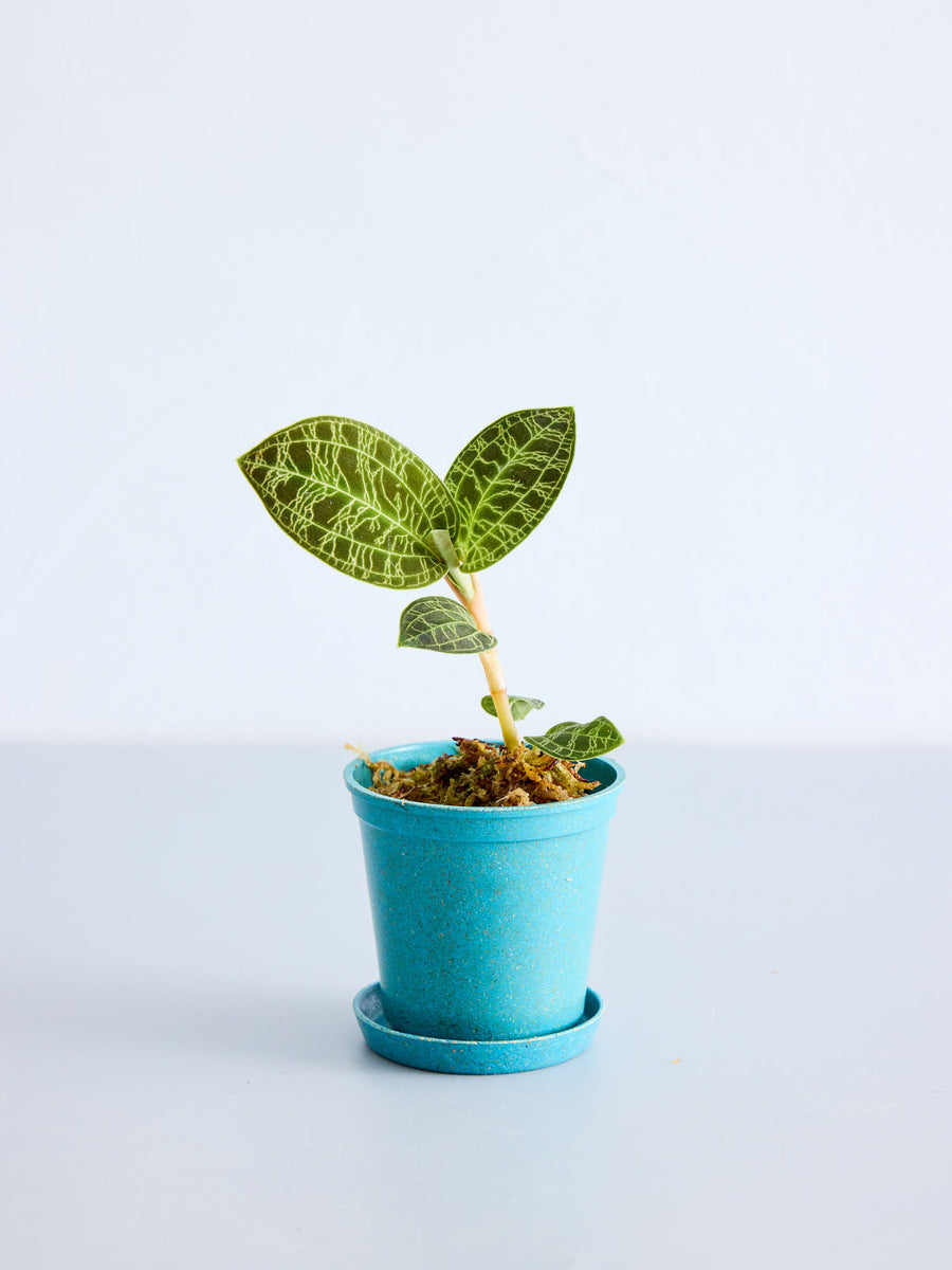 ジュエルオーキッド（マコデス・ペトラ） | 観葉植物の通販 AND PLANTS