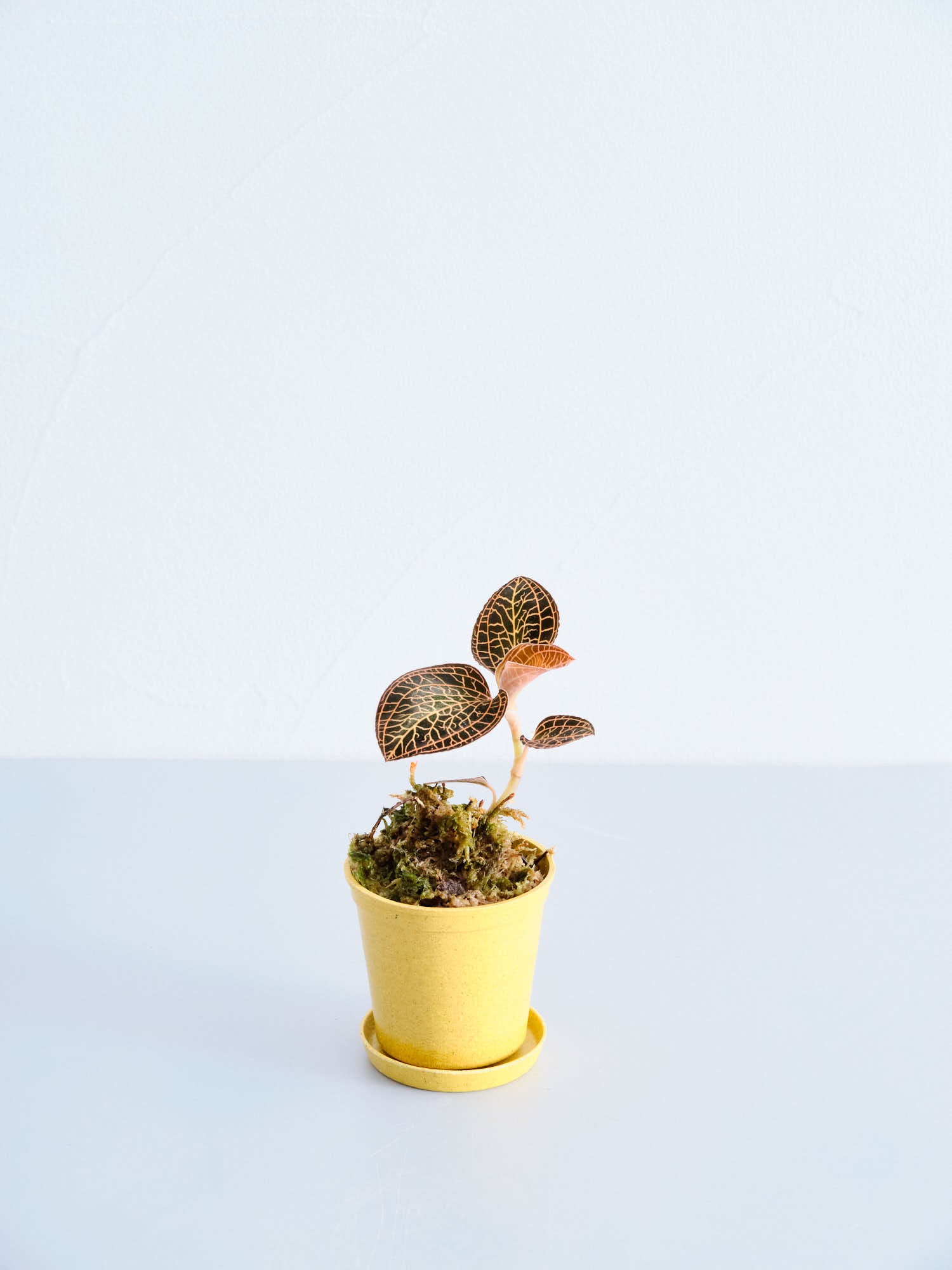 product-