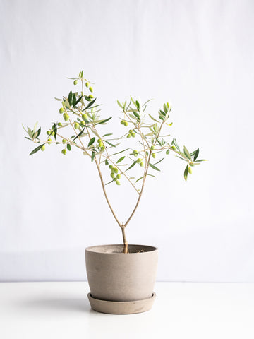 【一点もの】オリーブ・チプレッシーノ Table-L