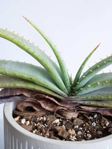 【一点もの】アロエ・スプラフォリアータ Table-L