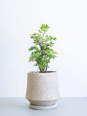 【一点もの】ポリシャス 斑入り Table-S #2