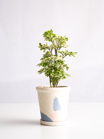 【一点もの】ポリシャス 斑入り Table-S #3