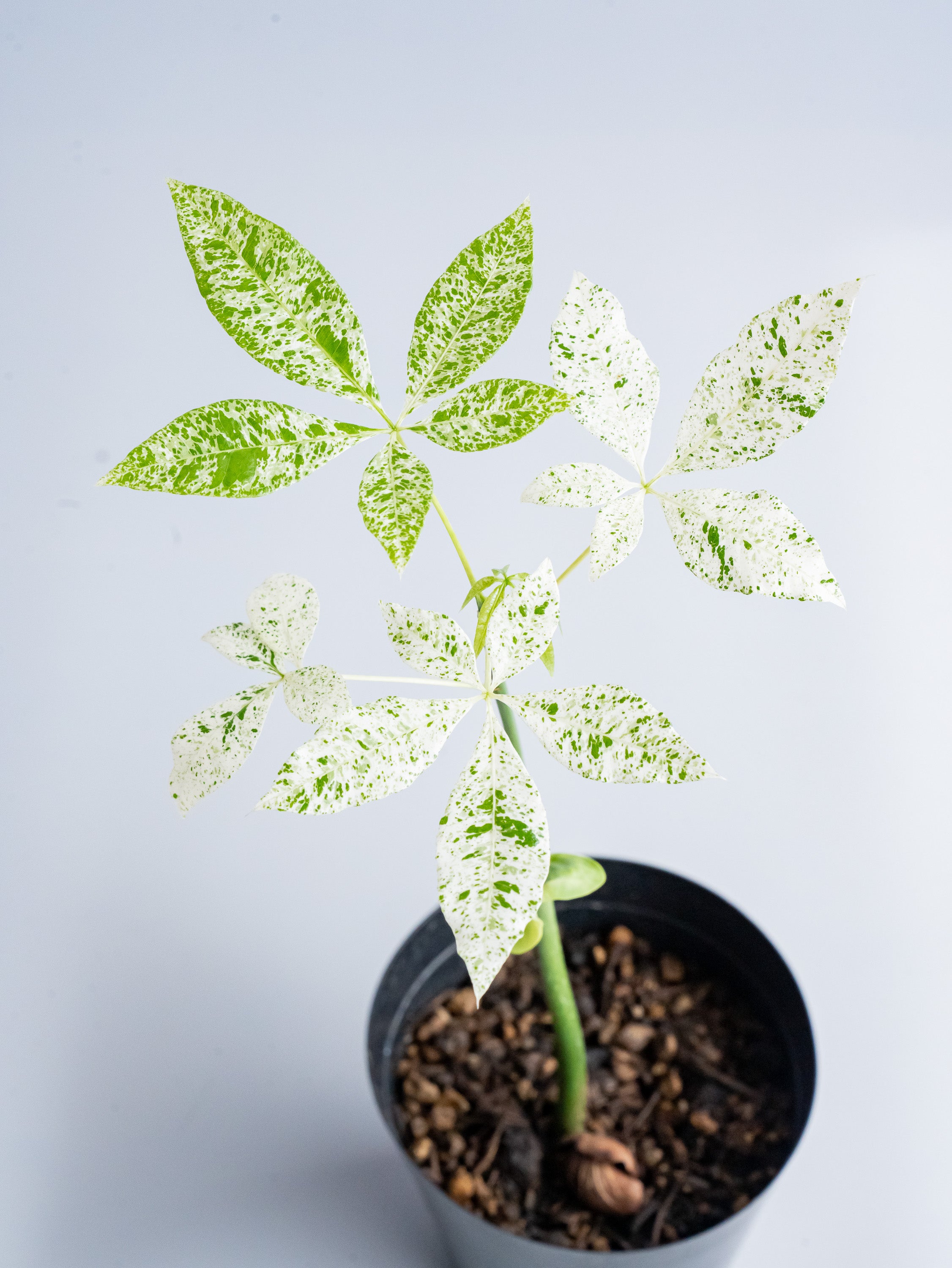 【一点もの】パキラ・ミルキーウェイ実生 Table-M #15