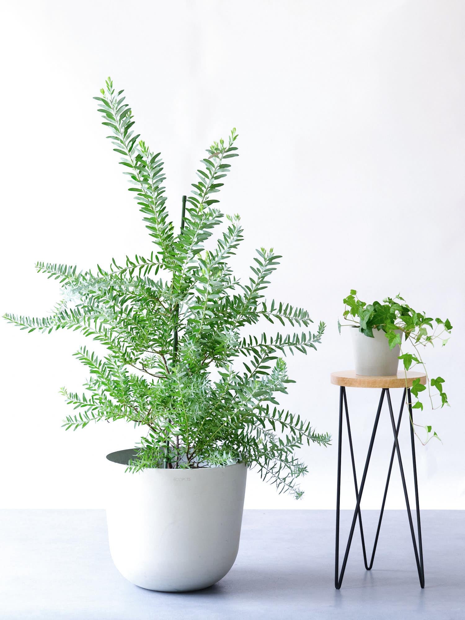 アカシア・ブルーブッシュ L | 観葉植物の通販 AND PLANTS (アンド