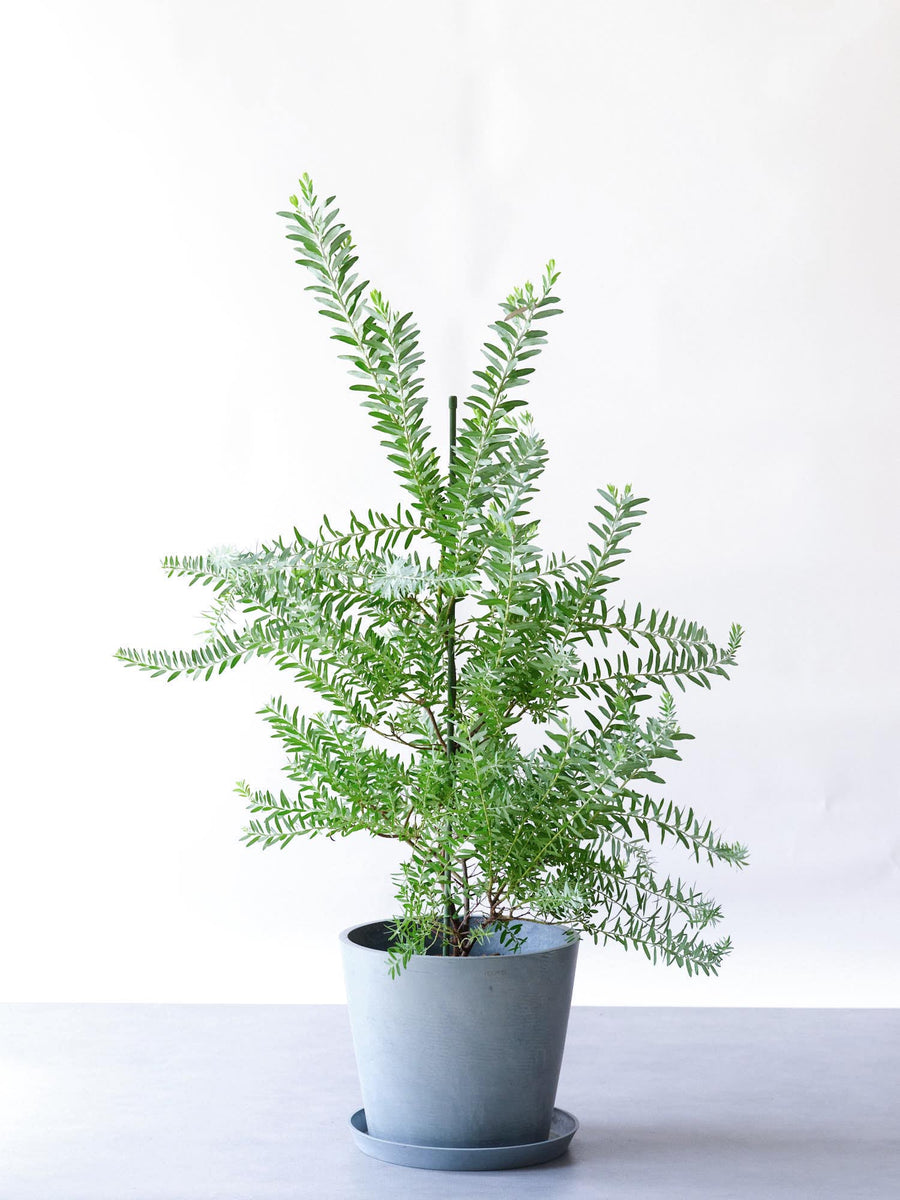 アカシア・ブルーブッシュ 10号 | 観葉植物の通販 AND PLANTS (アンド