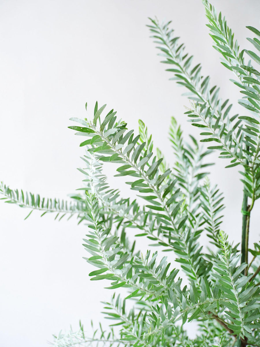 アカシア・ブルーブッシュ 10号 | 観葉植物の通販 AND PLANTS (アンド