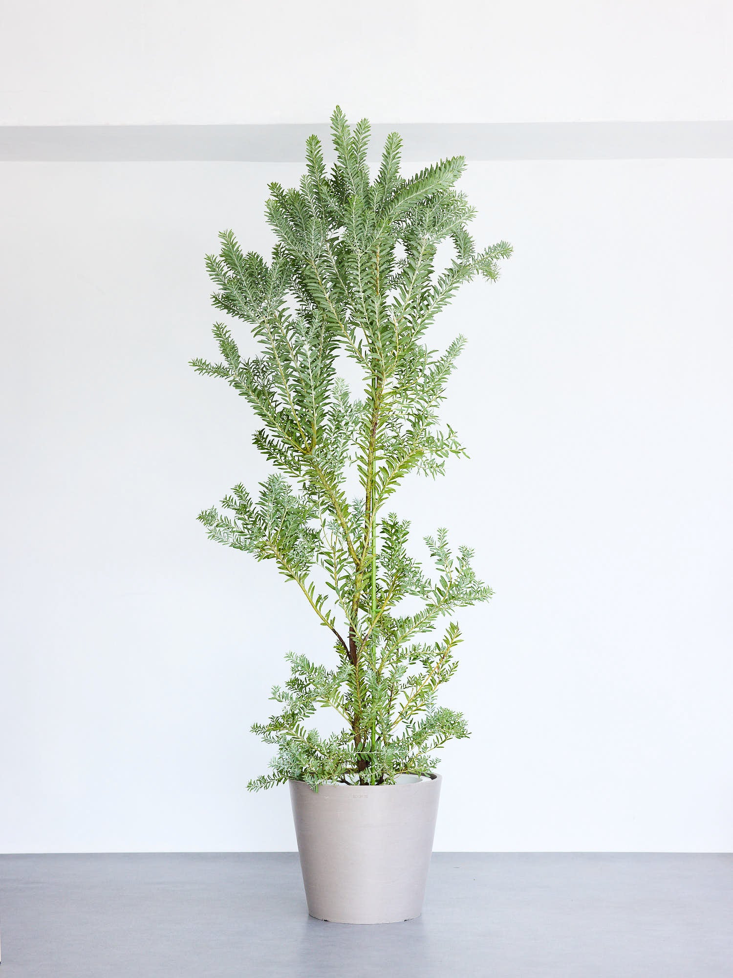 アカシア・ブルーブッシュ XL 【首都圏限定】 | 観葉植物の通販 AND