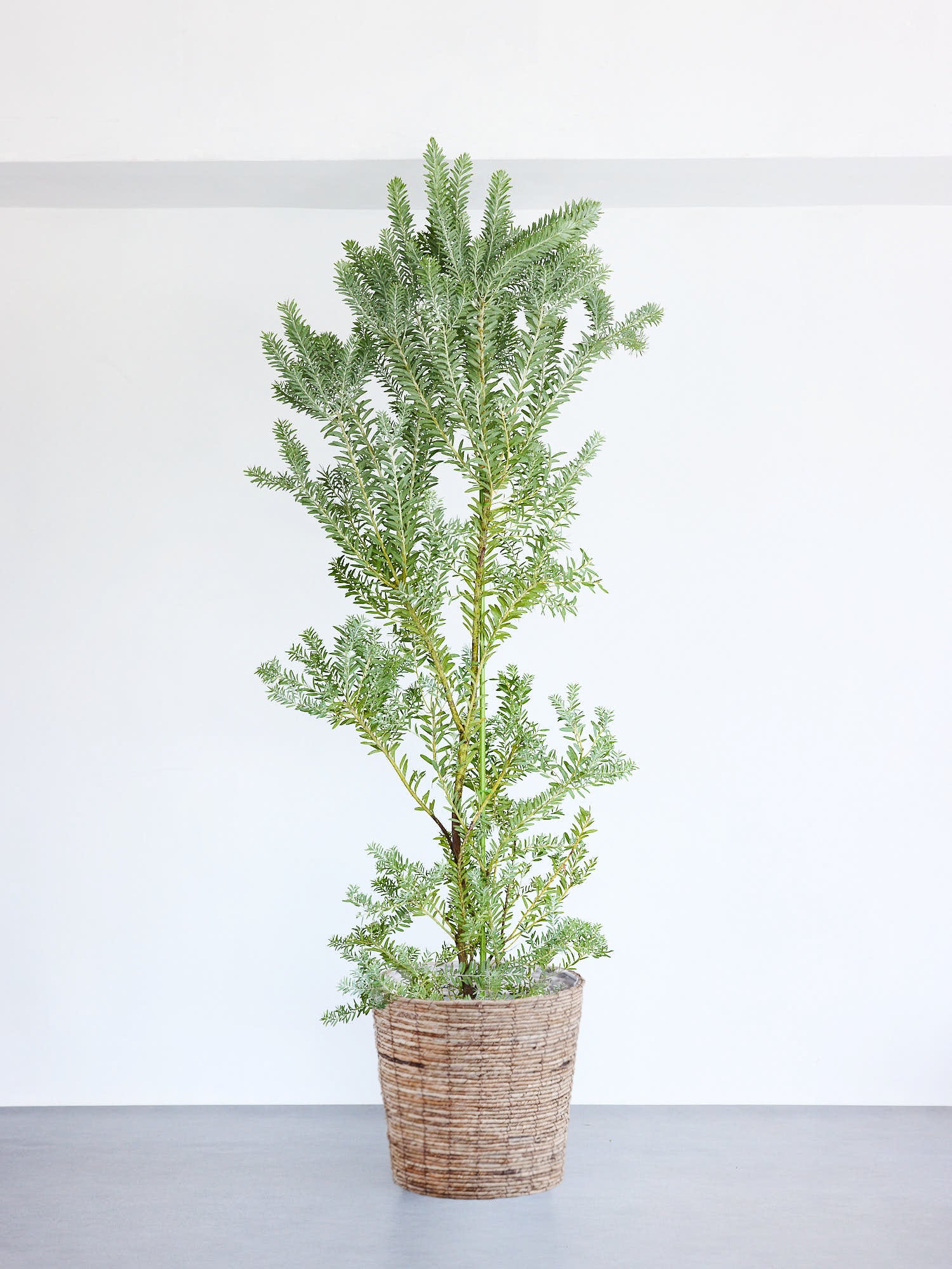 アカシア・ブルーブッシュ XL 【首都圏限定】(バナナリーフバスケット ブラウン)