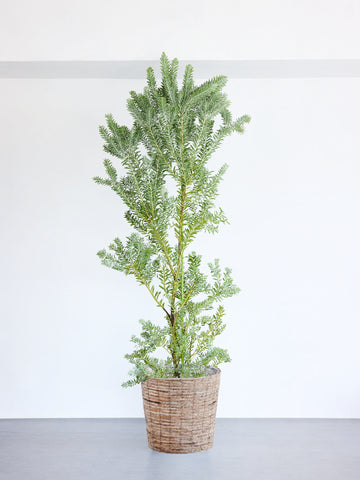 アカシア・ブルーブッシュ XL 【首都圏限定】(バナナリーフバスケット ブラウン)