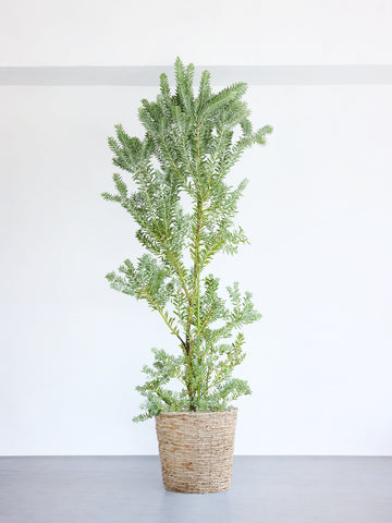 アカシア・ブルーブッシュ XL 【首都圏限定】(バナナリーフバスケット ナチュラル)