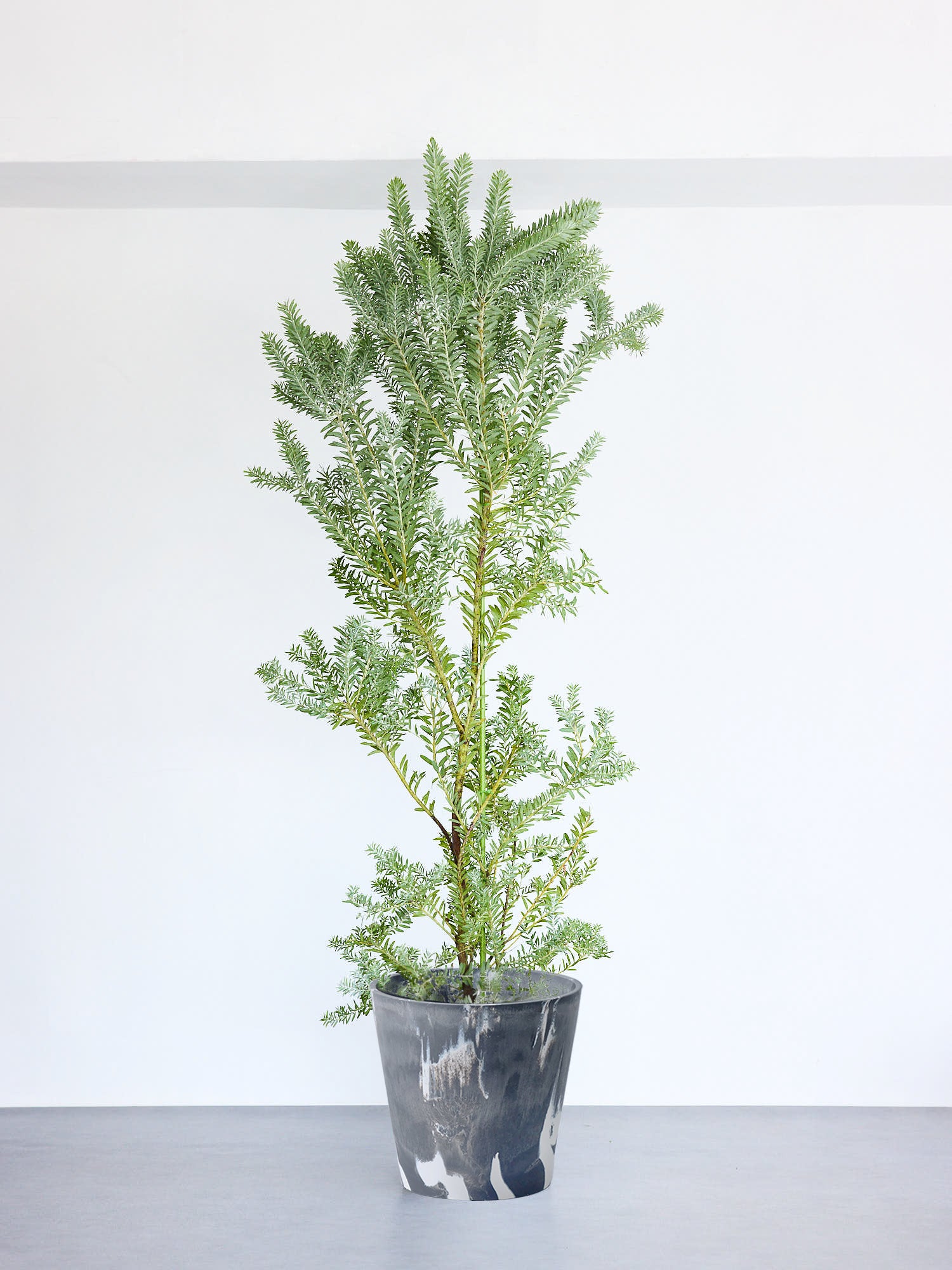 アカシア・ブルーブッシュ | 観葉植物の通販 AND PLANTS (アンドプランツ)