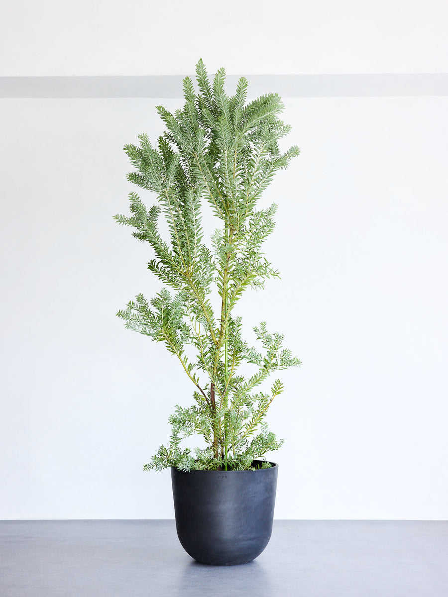 【現品】アカシア・ブルーブッシュ　15号　A8番 アカシア・ブルーブッシュ 15号 | 観葉植物の通販 AND PLANTS (アンド