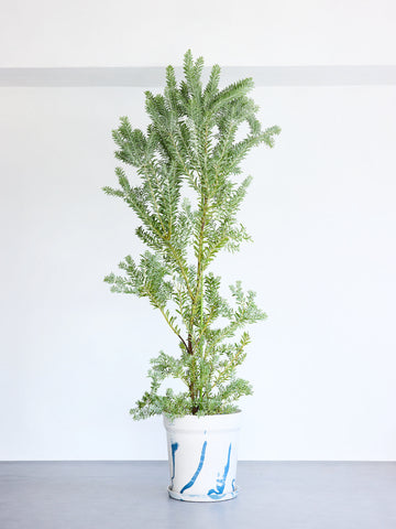 アカシア・ブルーブッシュ XL 【首都圏限定】(アーバンプランツポット マーブルミルク)