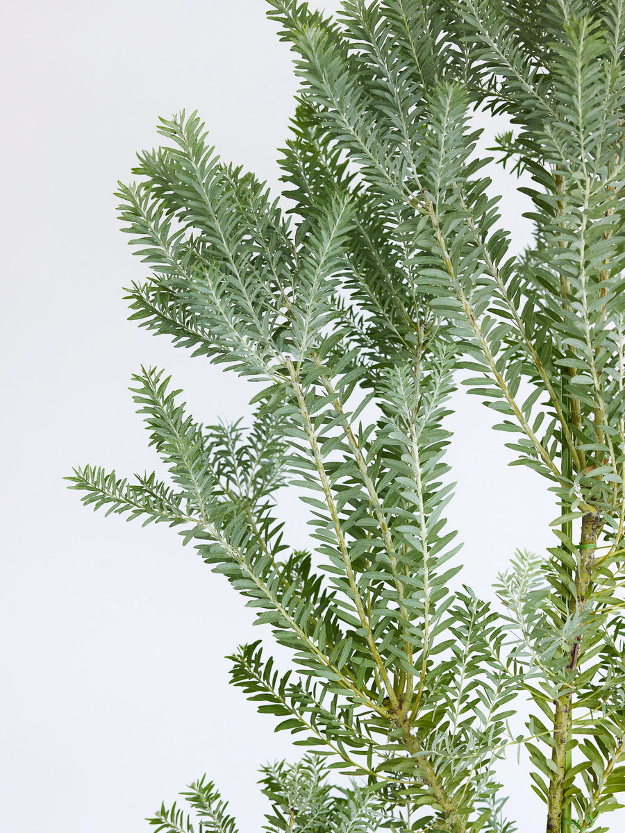 【現品】アカシア・ブルーブッシュ　15号　YS番 アカシア・ブルーブッシュ 15号 | 観葉植物の通販 AND PLANTS (アンド