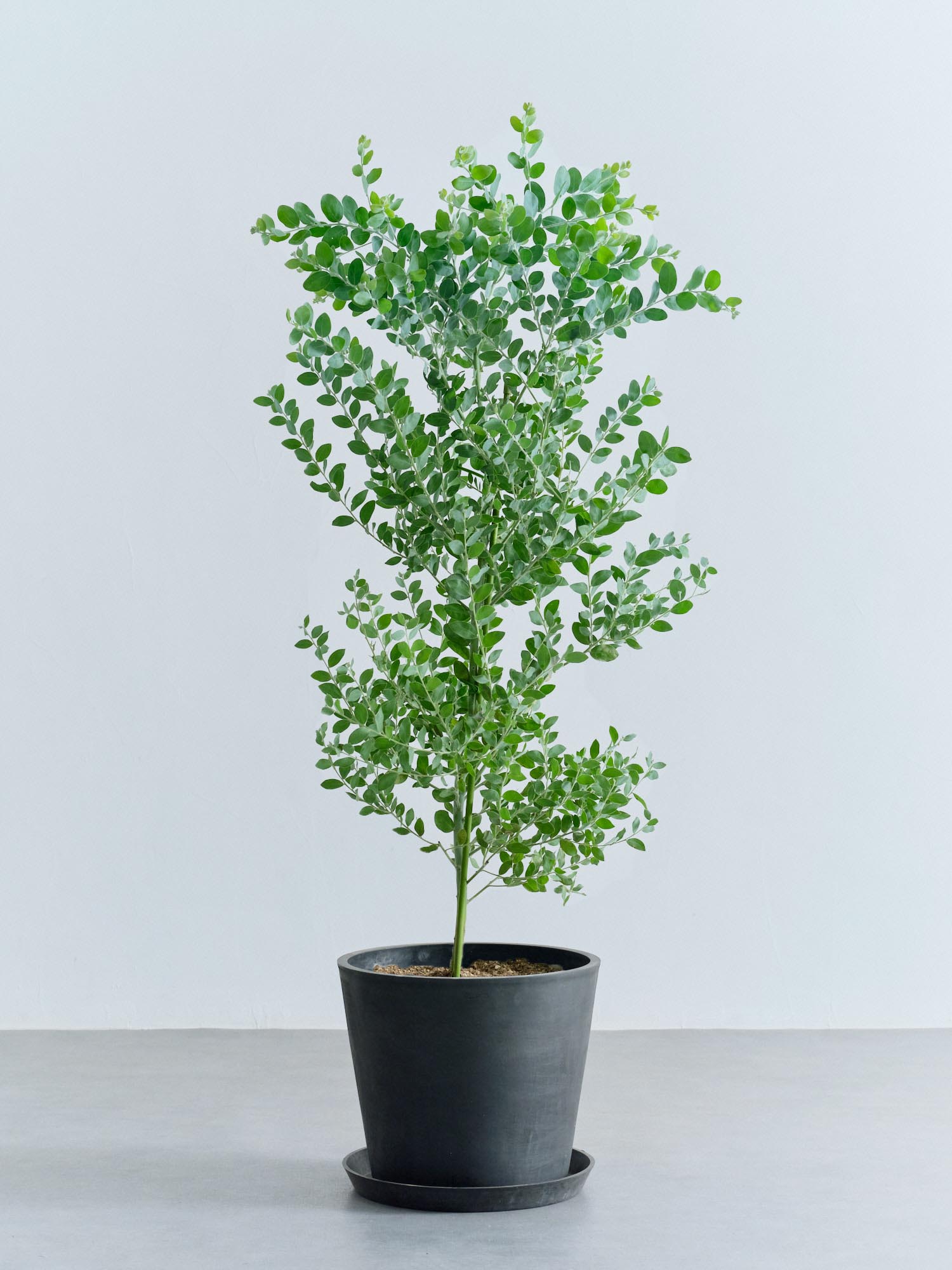 パールアカシア L | 観葉植物の通販 AND PLANTS (アンドプランツ)