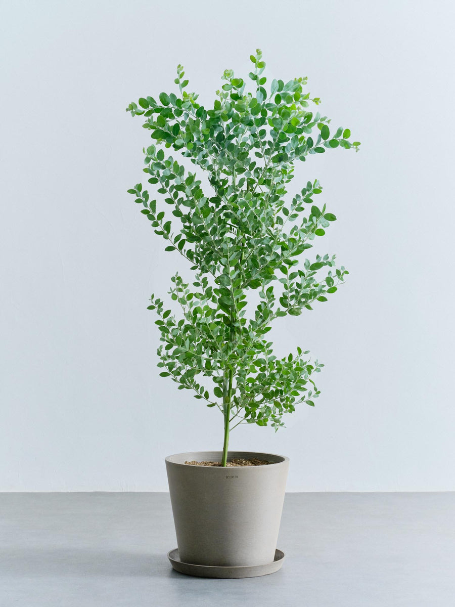 パールアカシア | 観葉植物の通販 AND PLANTS (アンドプランツ)