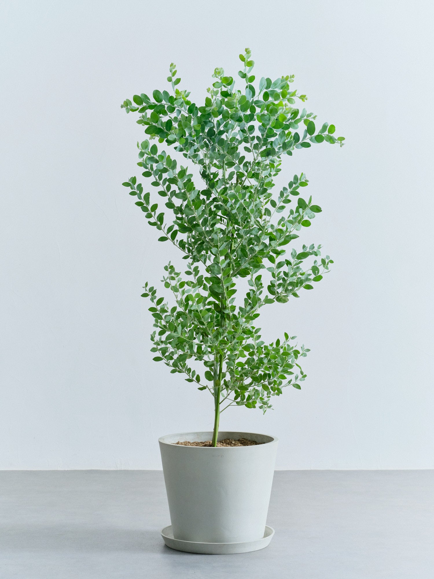 パールアカシア L | 観葉植物の通販 AND PLANTS (アンドプランツ)