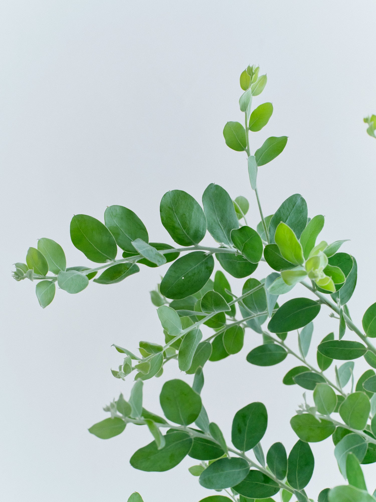 パールアカシア L | 観葉植物の通販 AND PLANTS (アンドプランツ)