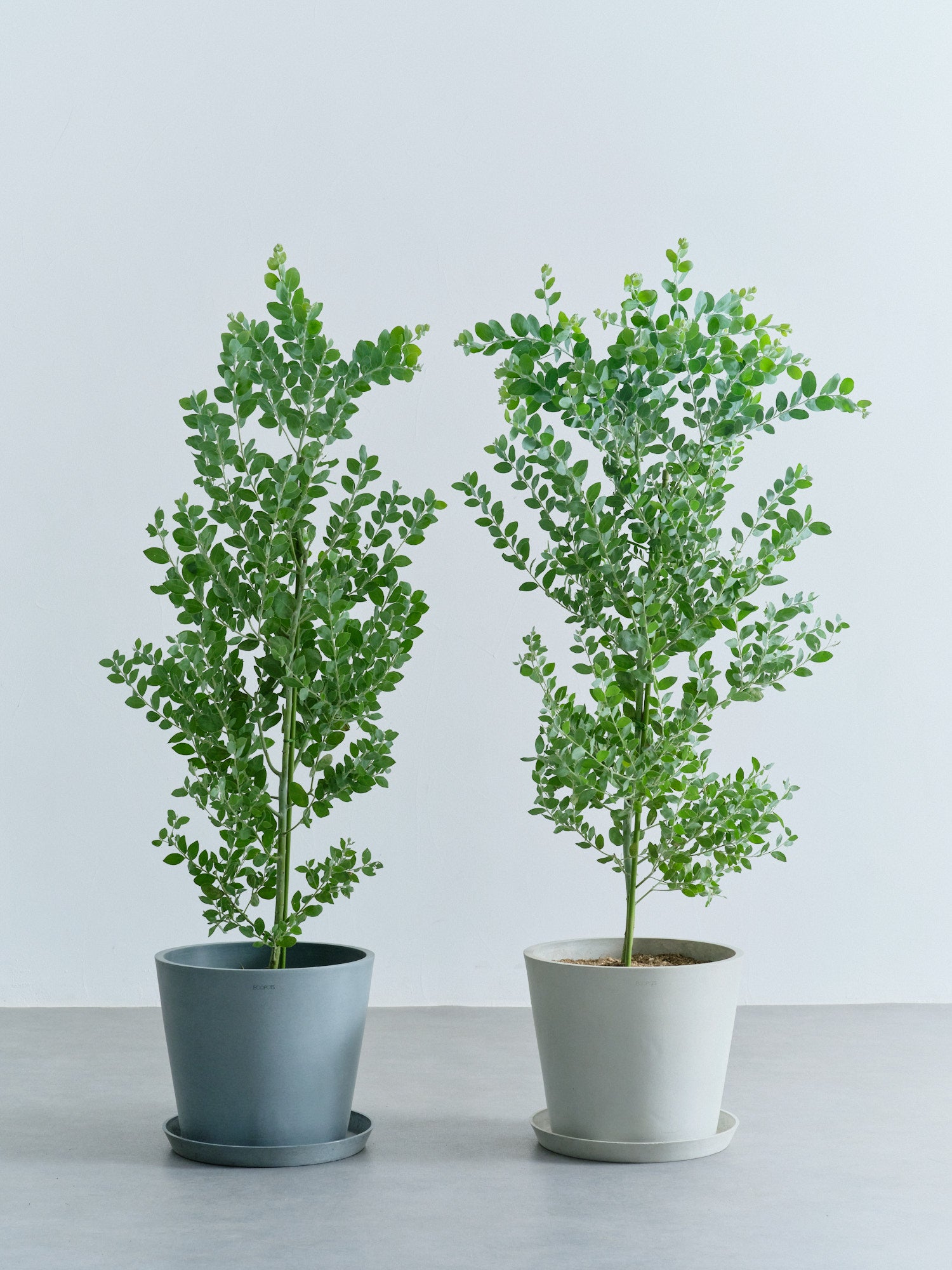 SALEさん専用　パールアカシア/ 593 SALEさん専用 パールアカシア/ 593 パールアカシア / 593