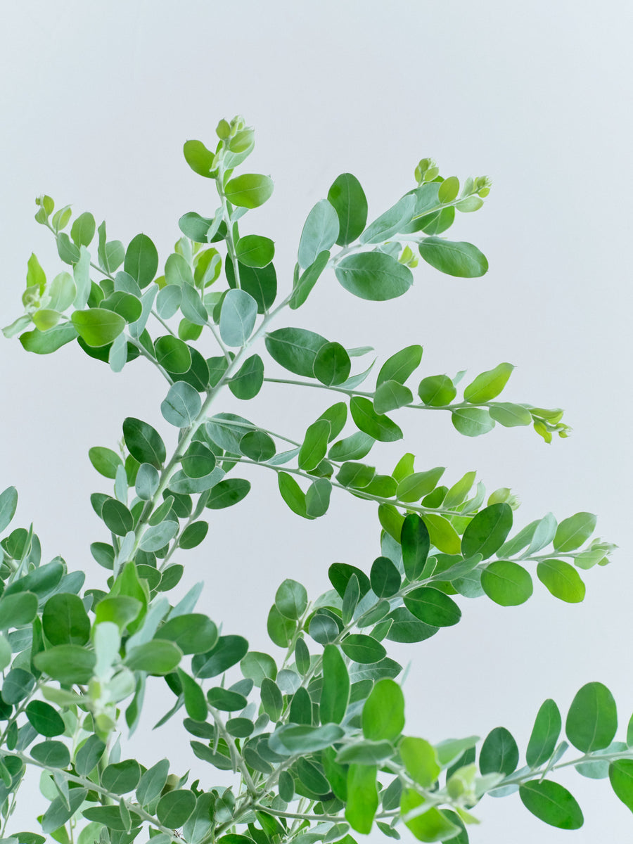 パールアカシア | 観葉植物の通販 AND PLANTS (アンドプランツ)