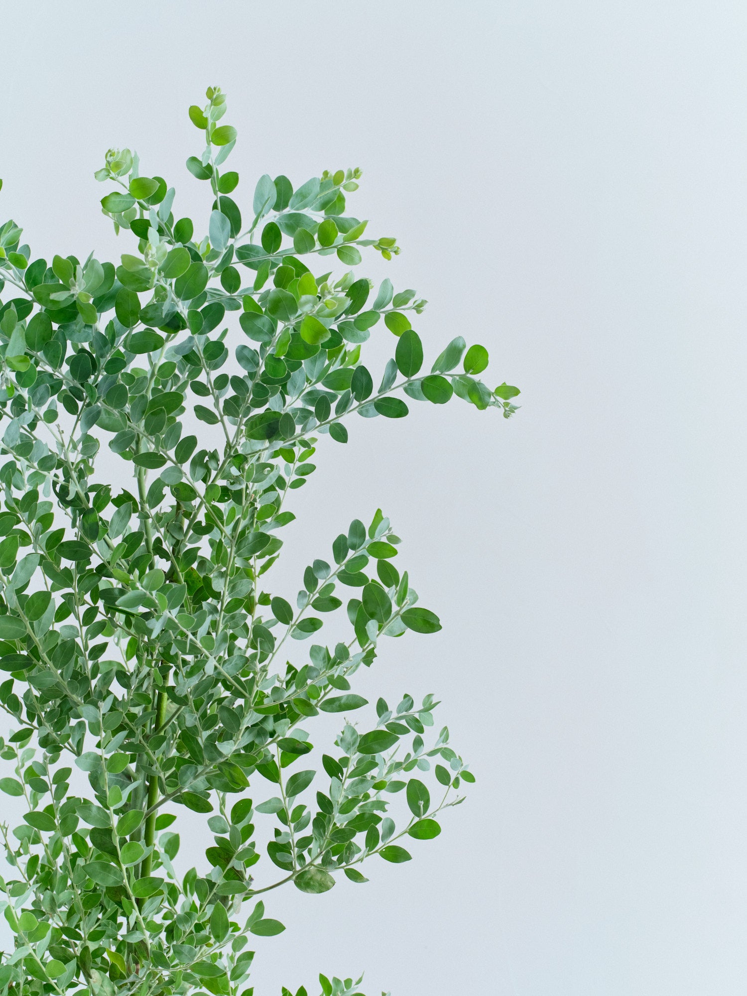 SALEさん専用　パールアカシア/ 593 SALEさん専用 パールアカシア/ 593 パールアカシア/ 593 SALEさん専用