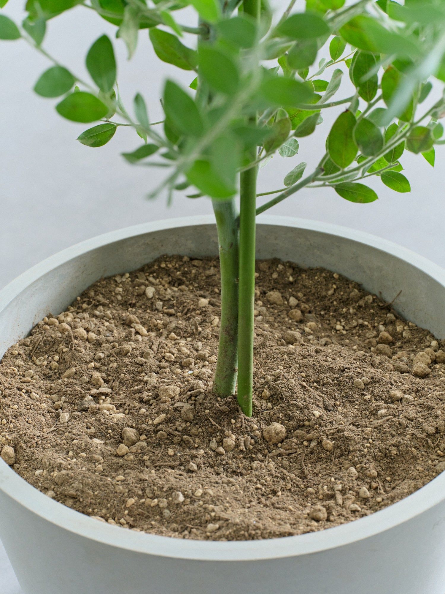 パールアカシア L | 観葉植物の通販 AND PLANTS (アンドプランツ)