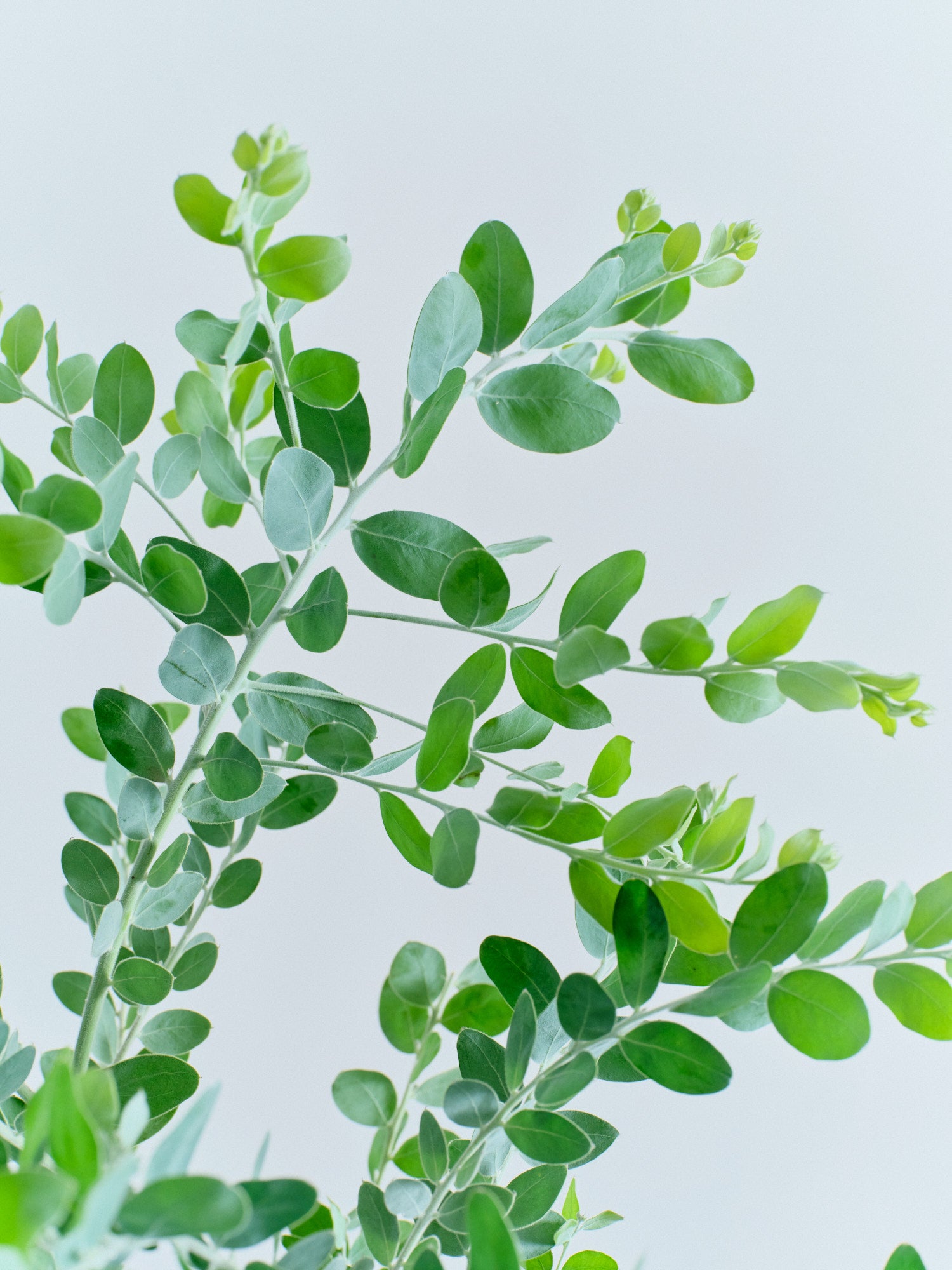 パールアカシア L | 観葉植物の通販 AND PLANTS (アンドプランツ)