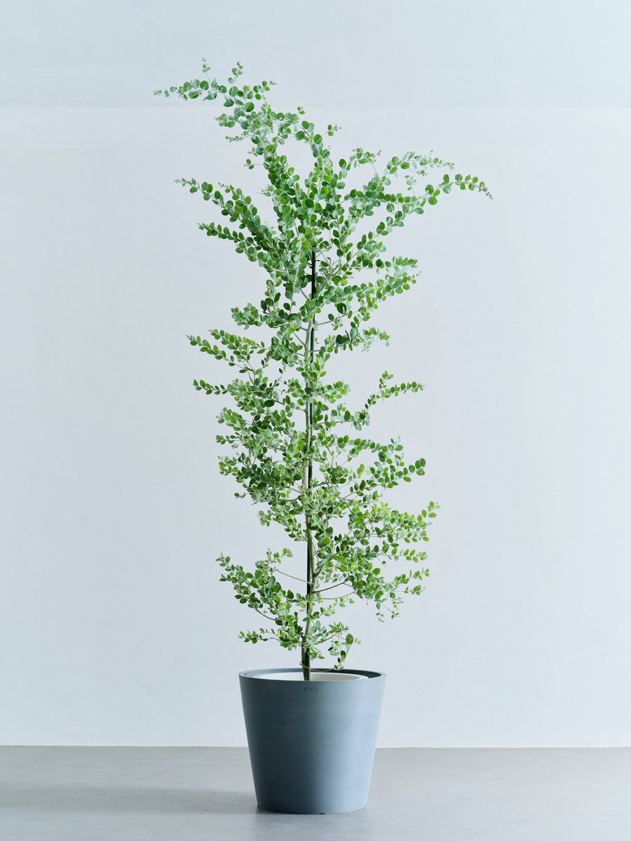 パールアカシア | 観葉植物の通販 AND PLANTS (アンドプランツ)