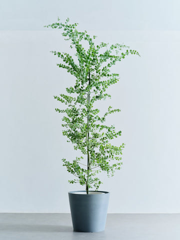 パールアカシア XL 【首都圏限定】