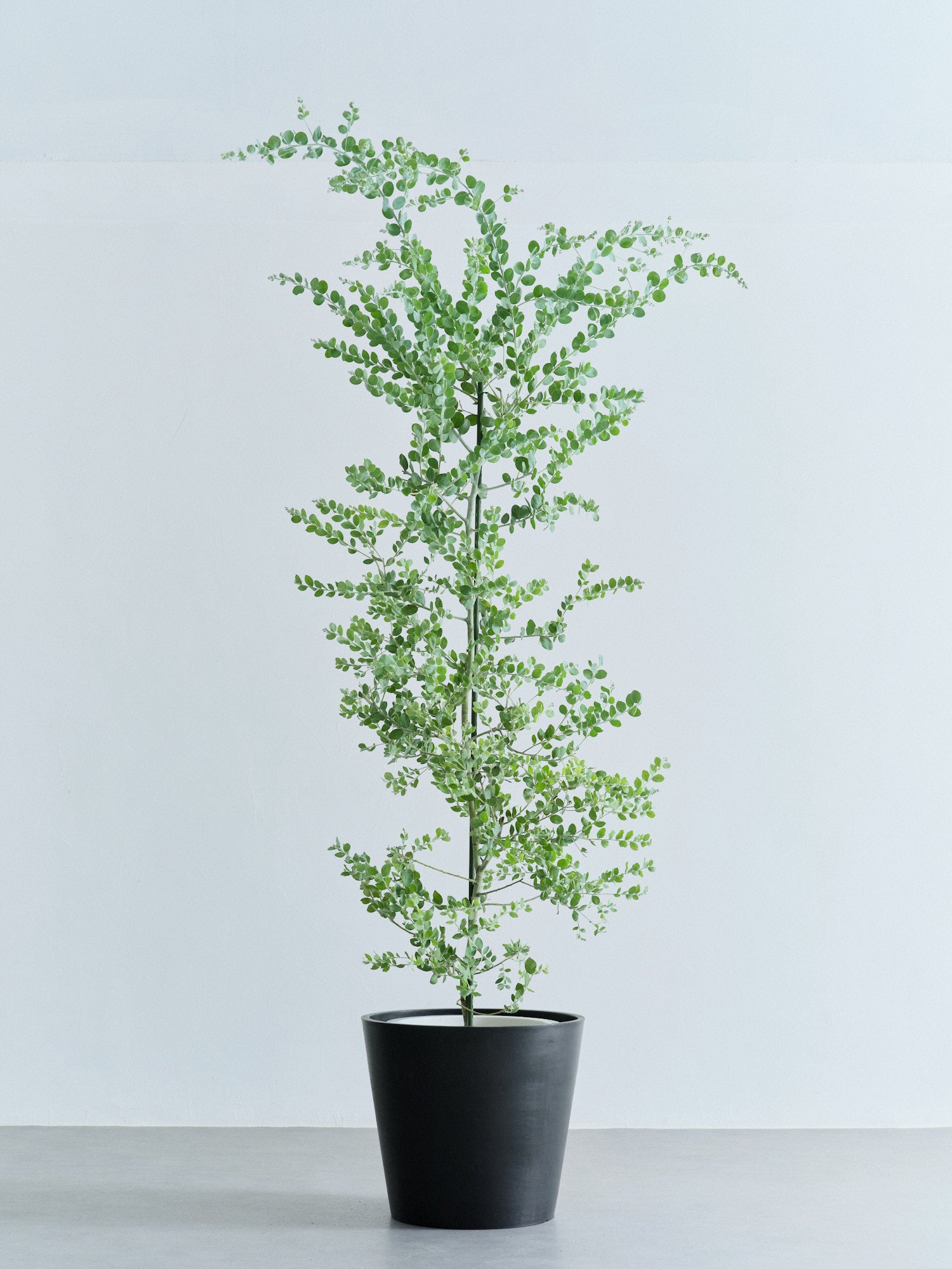 パールアカシア XL 【首都圏限定】 | 観葉植物の通販 AND PLANTS