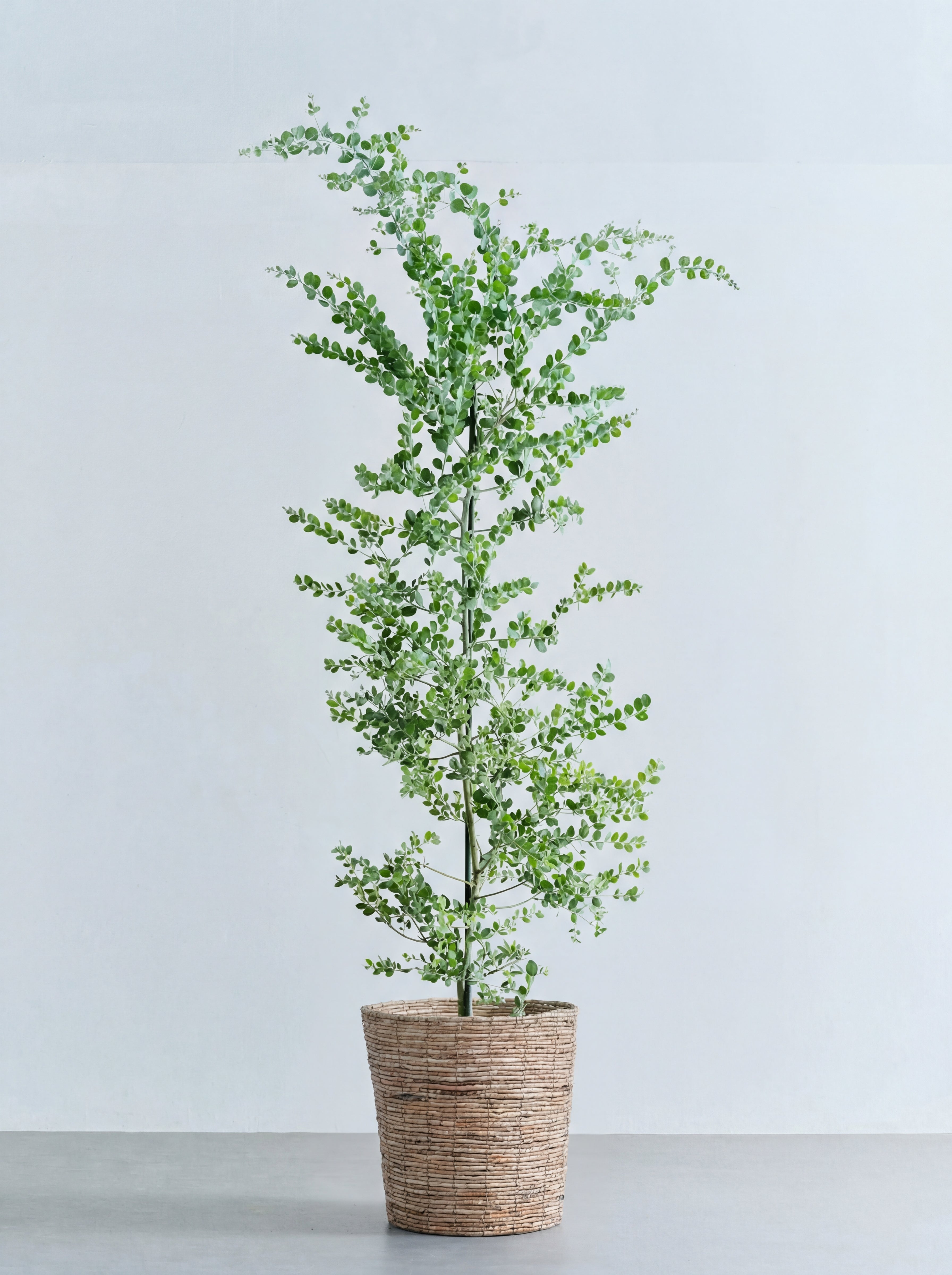 パールアカシア XL 【首都圏限定】(バナナリーフバスケット ブラウン)