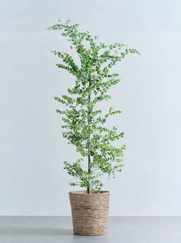 パールアカシア XL 【首都圏限定】(バナナリーフバスケット ブラウン)