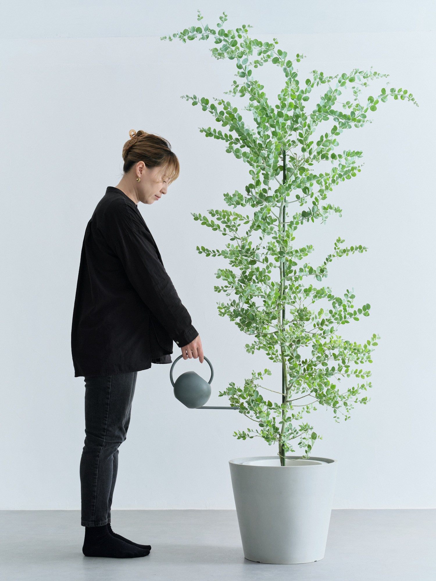 パールアカシア XL 【首都圏限定】 | 観葉植物の通販 AND PLANTS