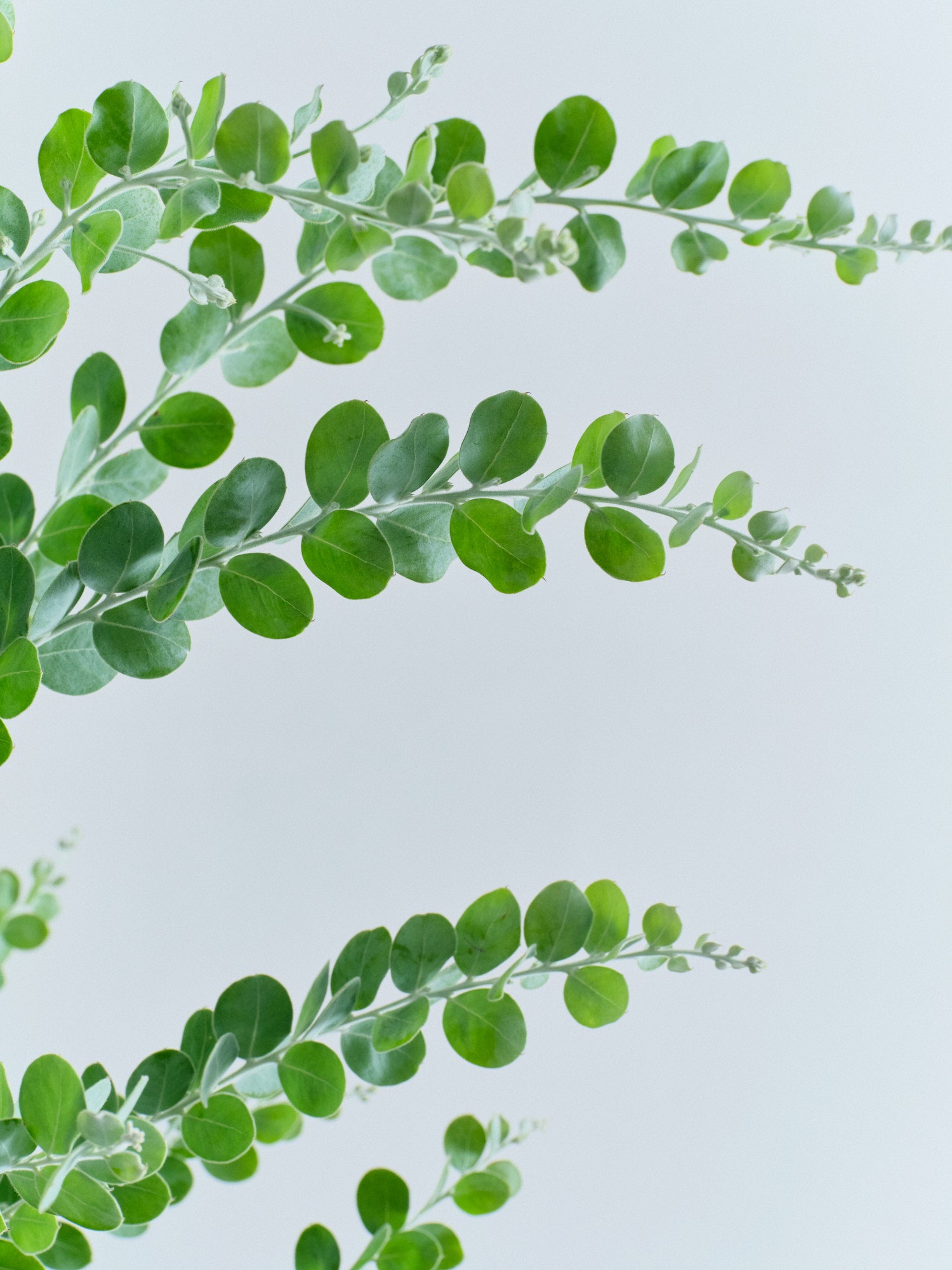 パールアカシア XL 【首都圏限定】 | 観葉植物の通販 AND PLANTS