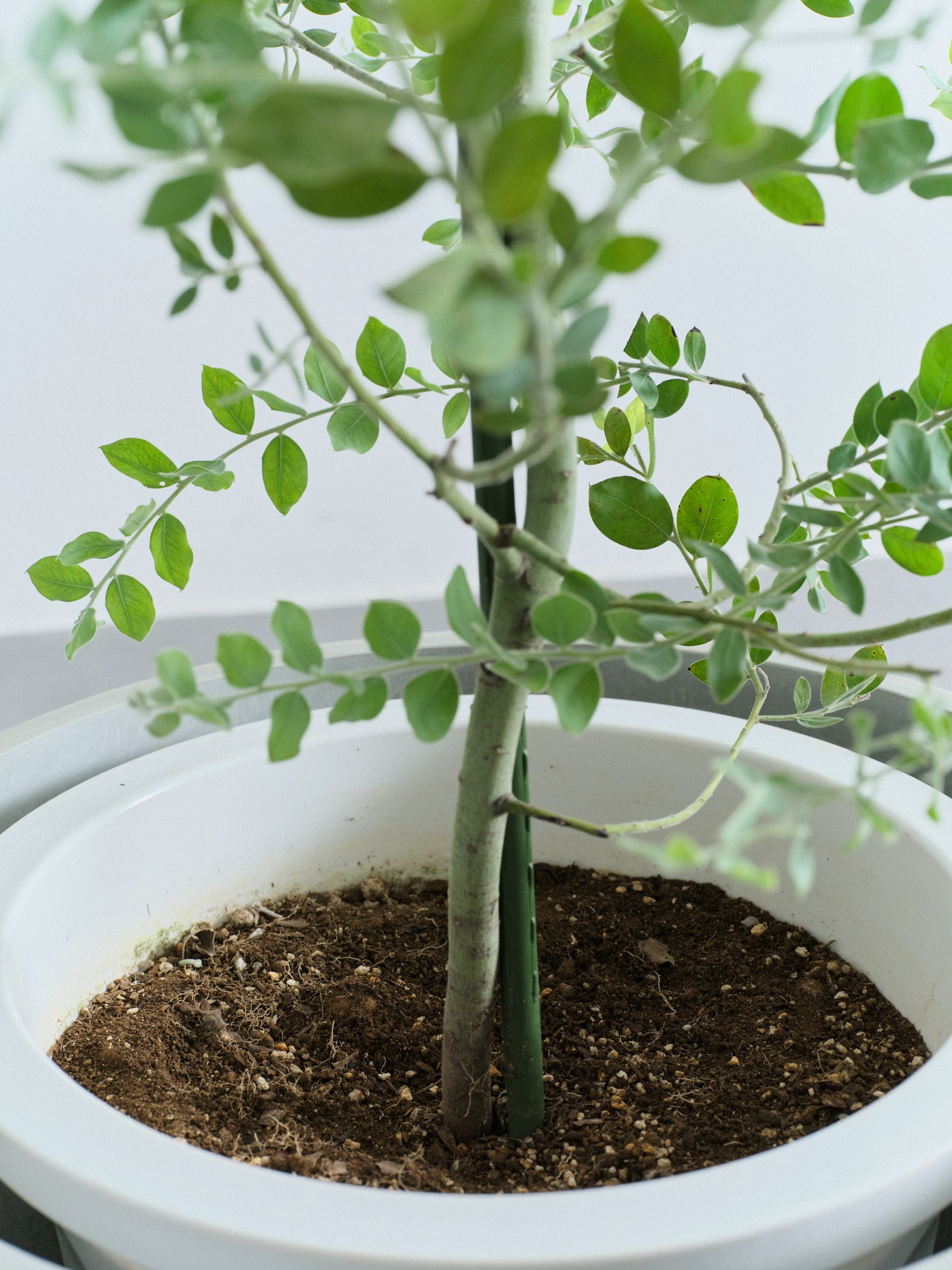 パールアカシア XL 【首都圏限定】(樹脂ポット ブラックマーブル