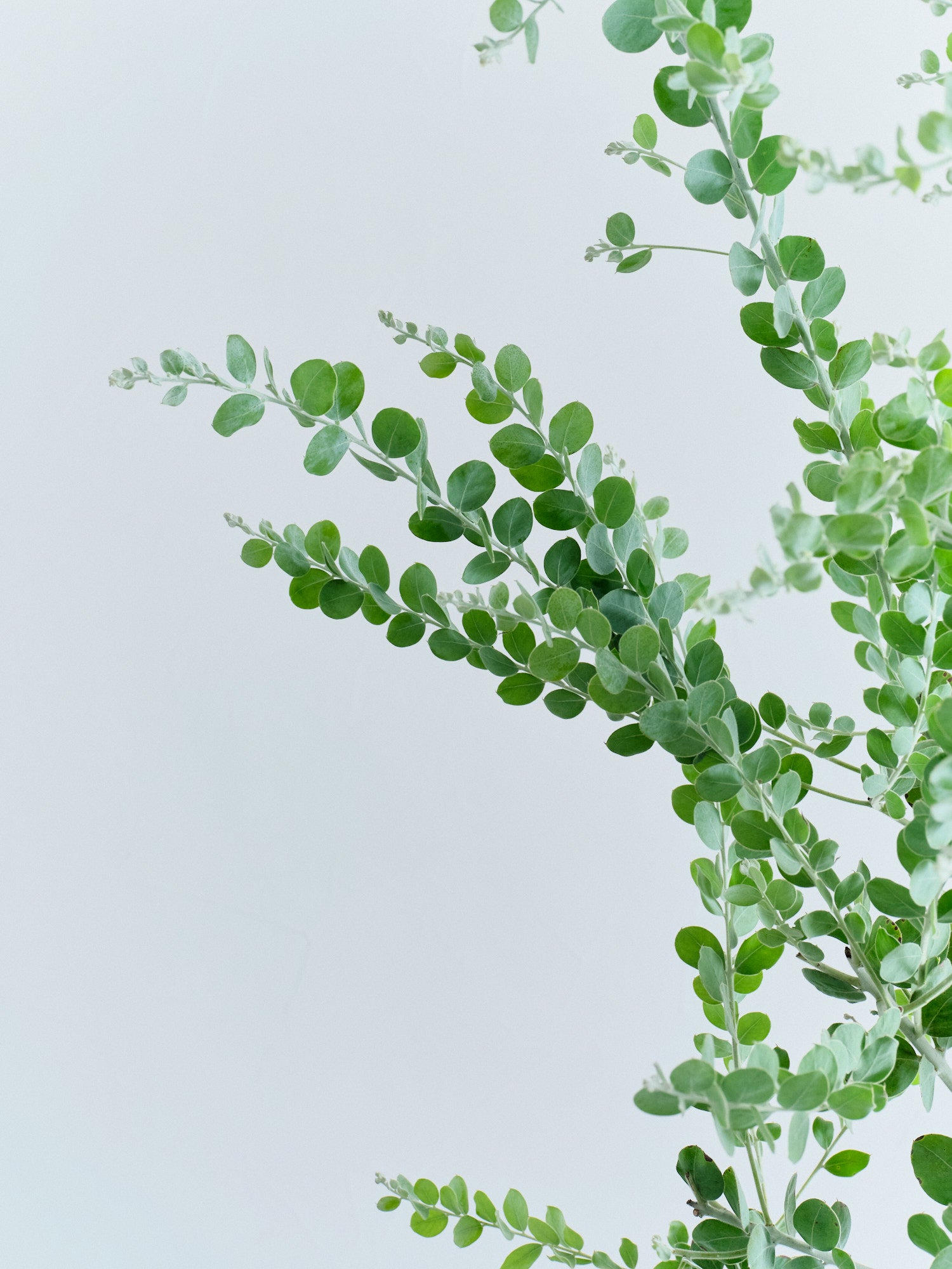 パールアカシア XL 【首都圏限定】 | 観葉植物の通販 AND PLANTS