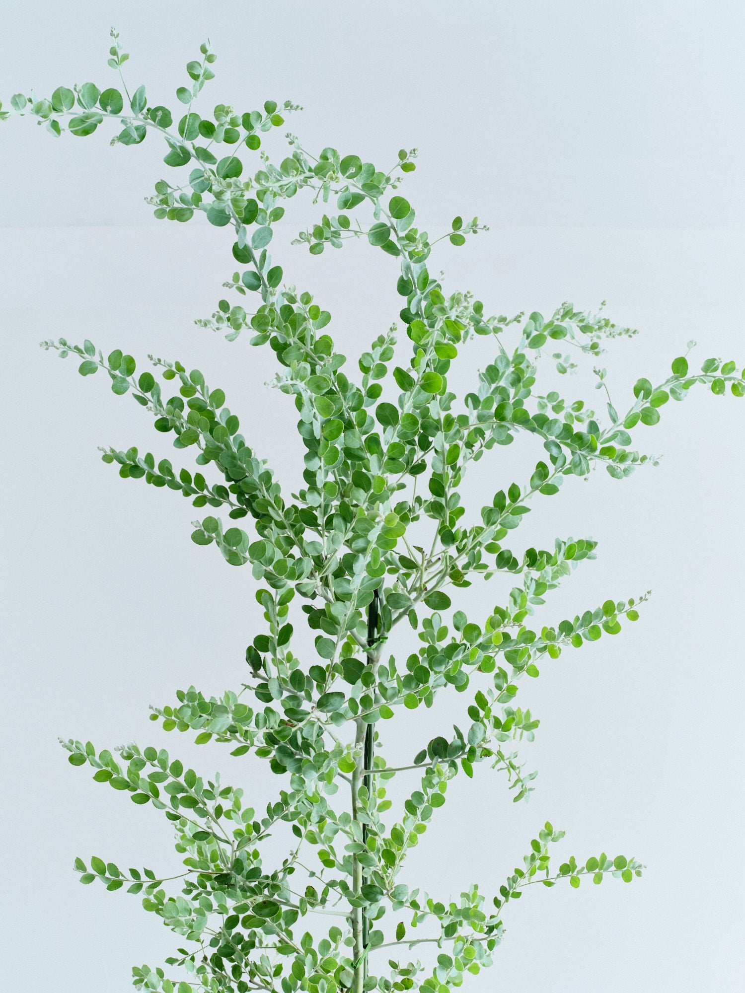 パールアカシア XL 【首都圏限定】(バナナリーフバスケット ナチュラル