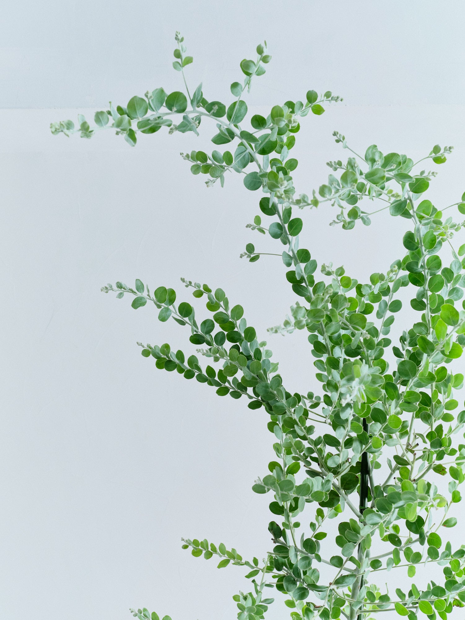 パールアカシア XL 【首都圏限定】(樹脂ポット ブラックマーブル