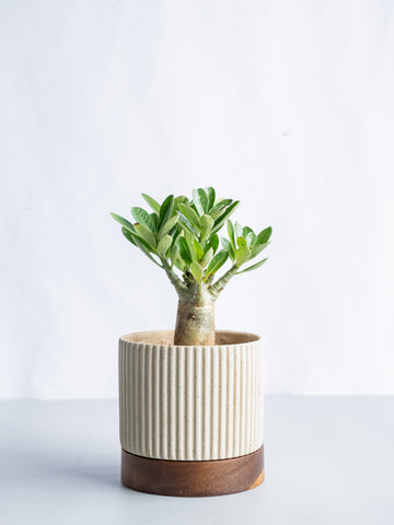 【一点もの】アデニウム・アラビカム Table-M #7