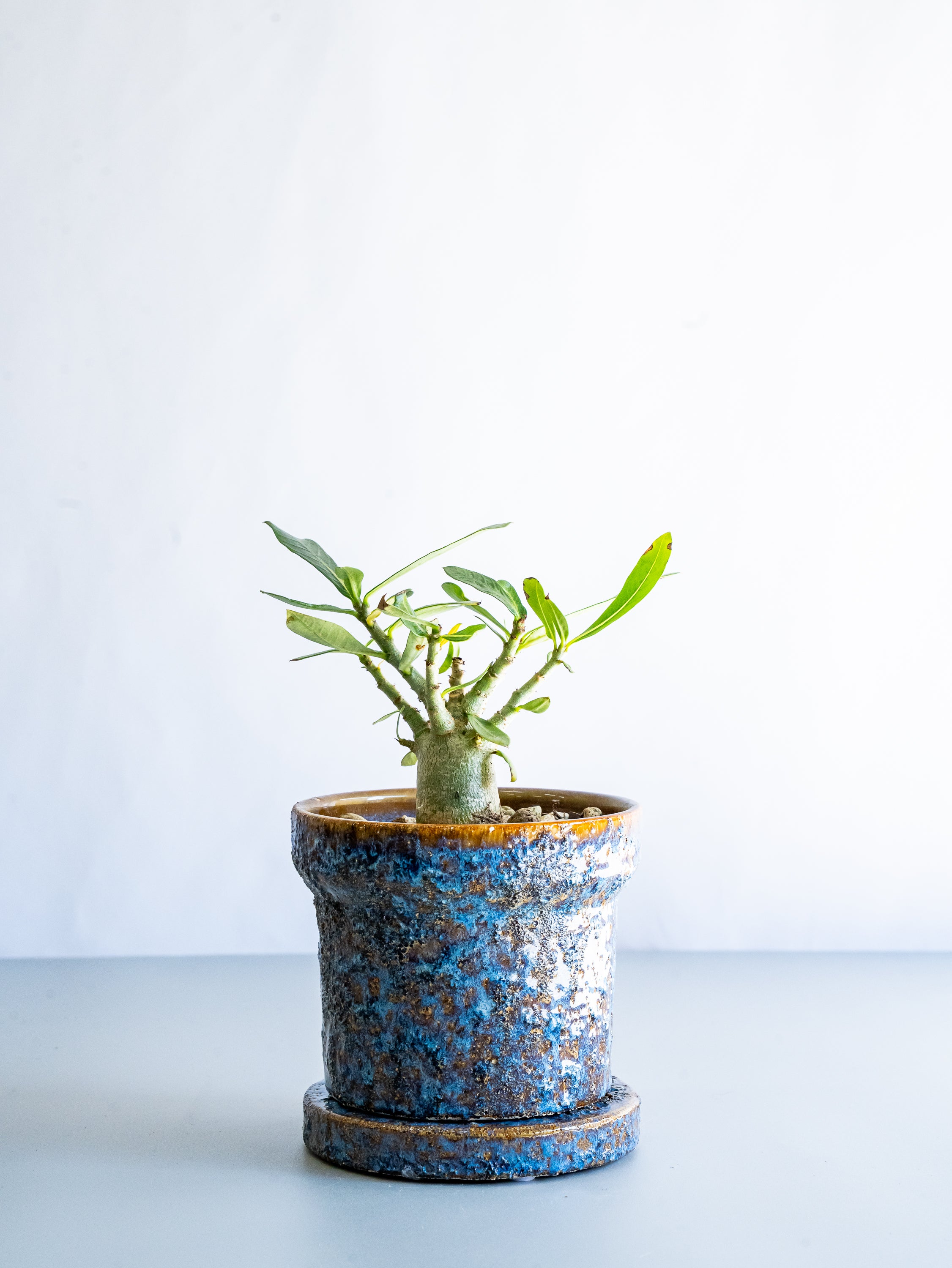 【一点もの】アデニウム・アラビカム Table-M #8