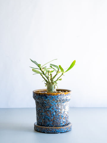 【一点もの】アデニウム・アラビカム Table-M #8