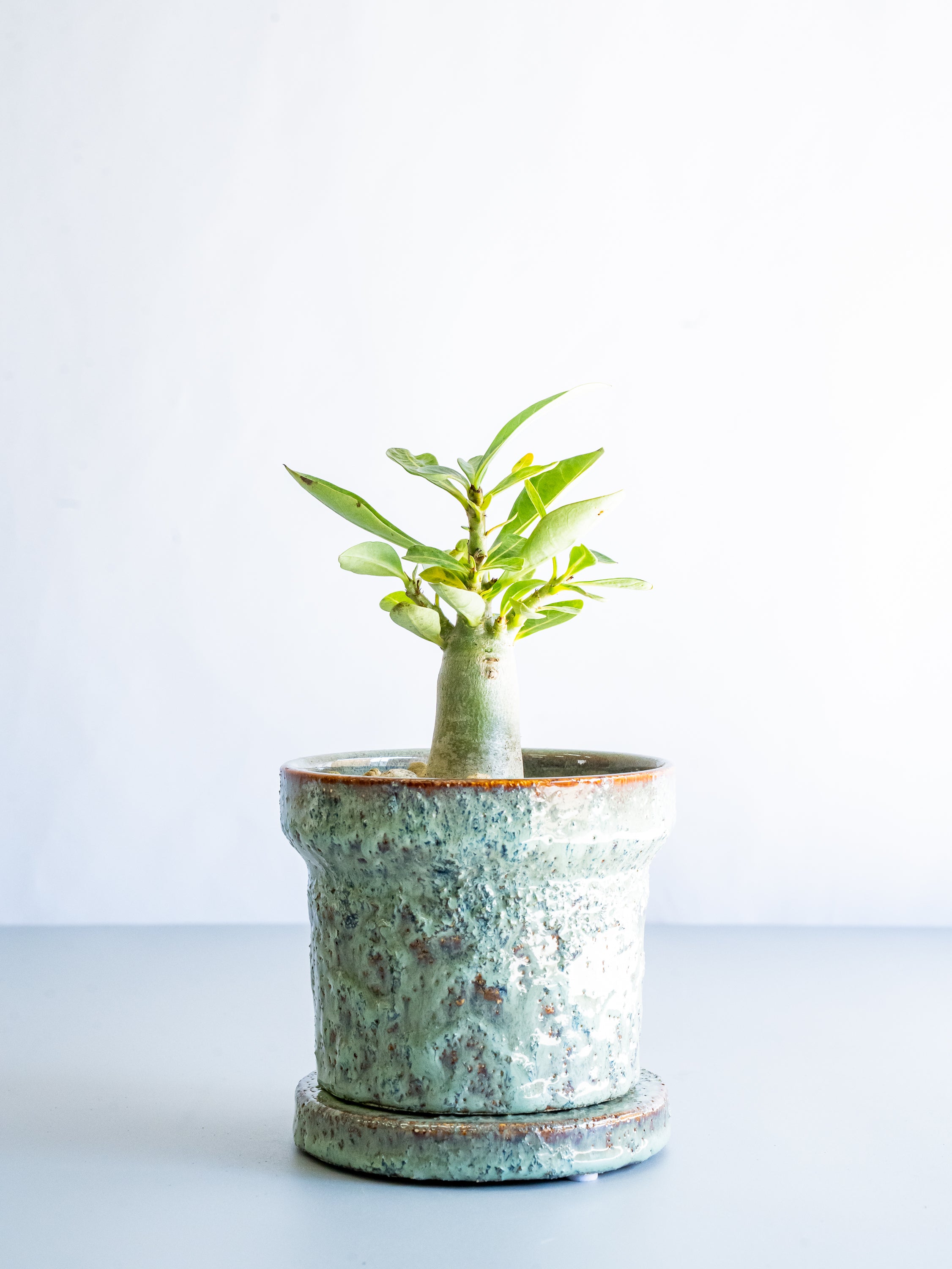 【一点もの】アデニウム・アラビカム Table-M #9